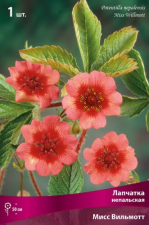 Лапчатка Мисс Вильмотт 1шт (Поиск)
