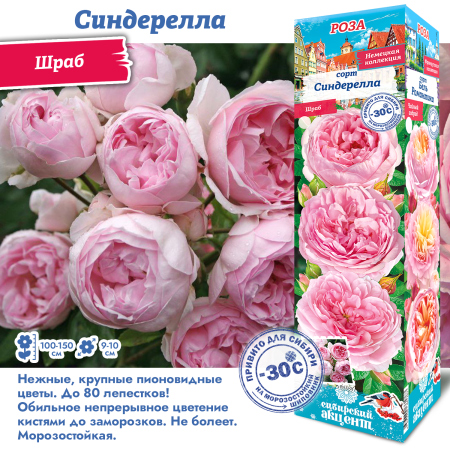 Роза Синдерелла (Шраб) 1шт (Сиб сад)
