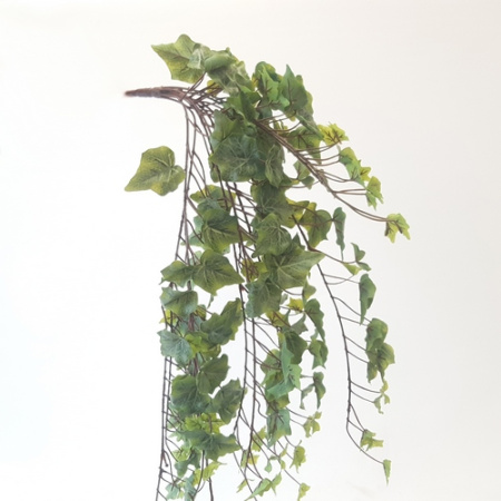 Плющ 1шт (Сиб Сад)