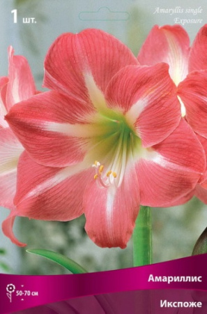 Амариллис Икспоже 24/26 1шт (Поиск)