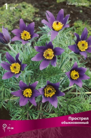 Прострел обыкновенный 1шт (Поиск)