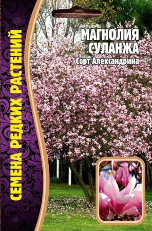 Магнолия Суланжа 3шт (Ред.Сем)