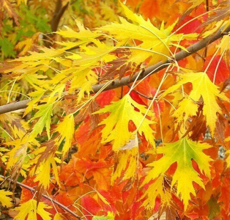 Клен Виери Лациниатум 1шт (Поиск)