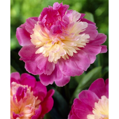 Пион Гей Пари 2/3 1шт (Поиск)