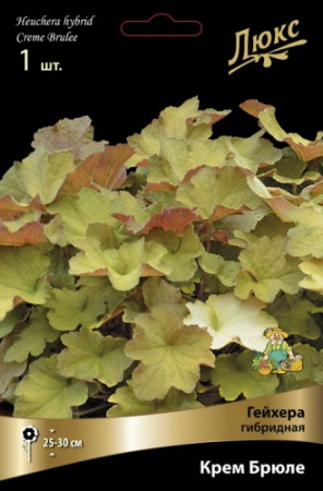 Гейхера Крем Брюле 1шт (Поиск)