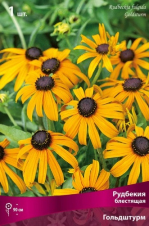 Рудбекия Гольдштурм 1шт (Поиск)