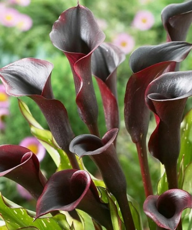 Калла Блэк Стар 14/16 1шт (Поиск)