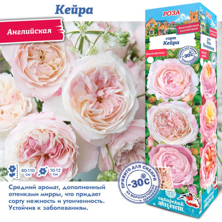 Роза Кейра (Английская) 1шт (Сиб сад)