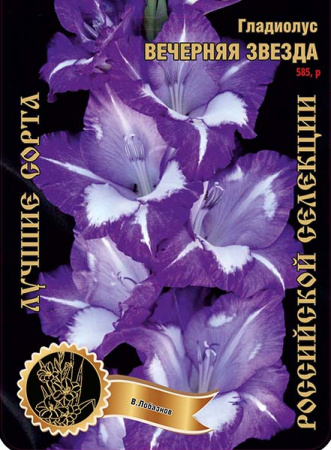 Гладиолус Вечерняя Звезда 585,Лобазнов Экстра 1шт (Ф)