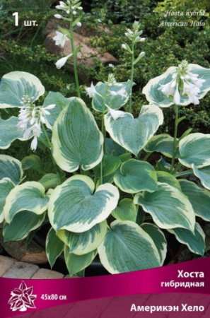 Хоста Америкэн Хело 1шт (Поиск)