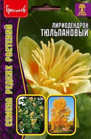 Лириодендрон Тюльпановый 5шт (Ред.сем)