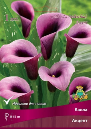 Калла Акцент 14/16 1шт (Поиск)