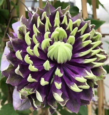 Клематис Тайга (коробка) 1шт (Поиск)