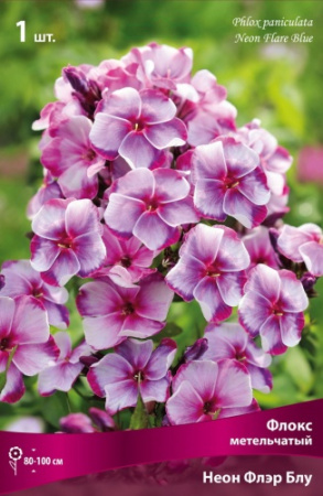 Флокс Неон Флэр Блу 1шт (Поиск)