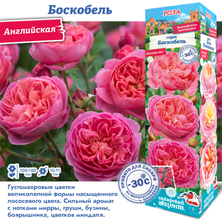 Роза Боскобель (Английская) 1шт (Сиб сад)