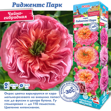 Роза Риджентс Парк (Чайно-гибридная) 1шт (Сиб сад)