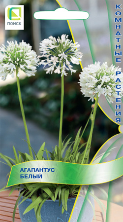 Агапантус Белый 3шт (Поиск)
