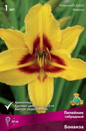 Лилейник Бонанза 1шт (Поиск)