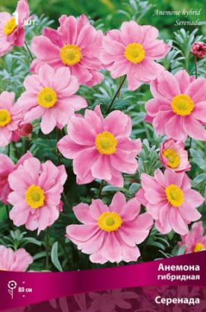 Анемона Серенада 1шт (Поиск)