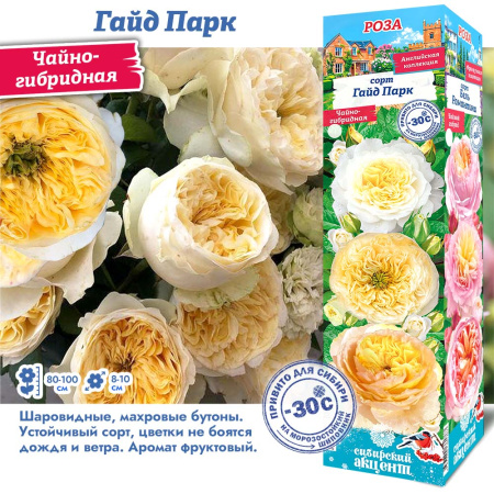 Роза Гайд Парк (Чайно-гибридная) 1шт (Сиб сад)
