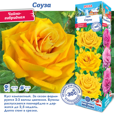 Роза Соуза (Чайно-гибридная) 1шт (Сиб сад)